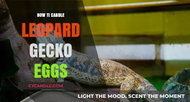 The Ultimate Guide to Candling Leopard Gecko Eggs