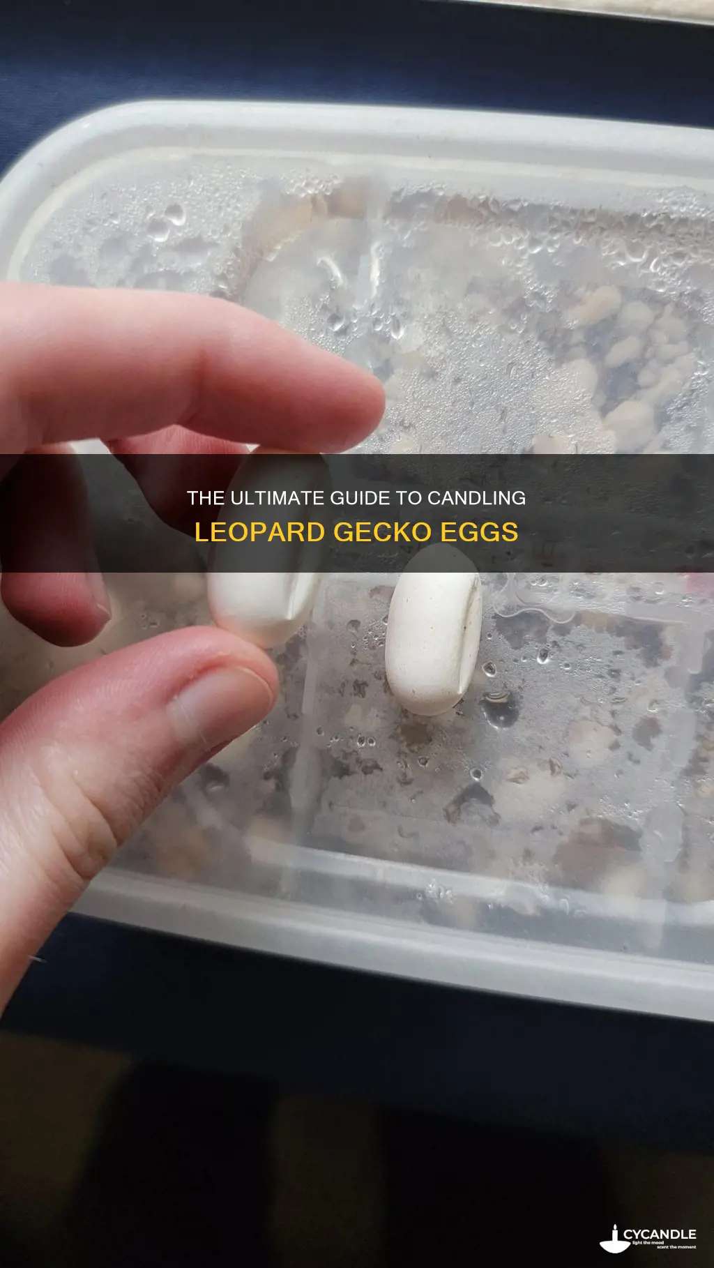 how ti candle leopard gecko eggs