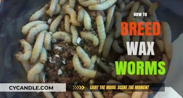 The Complete Guide to Breeding Wax Worms for Beginners