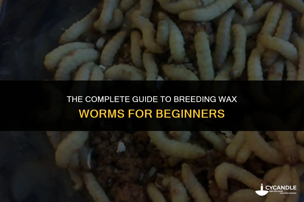 how to breed wax worms
