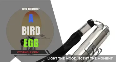 Candling Bird Eggs: A Step-by-Step Guide