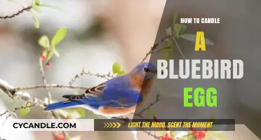 Candling a Bluebird Egg: A Step-by-Step Guide