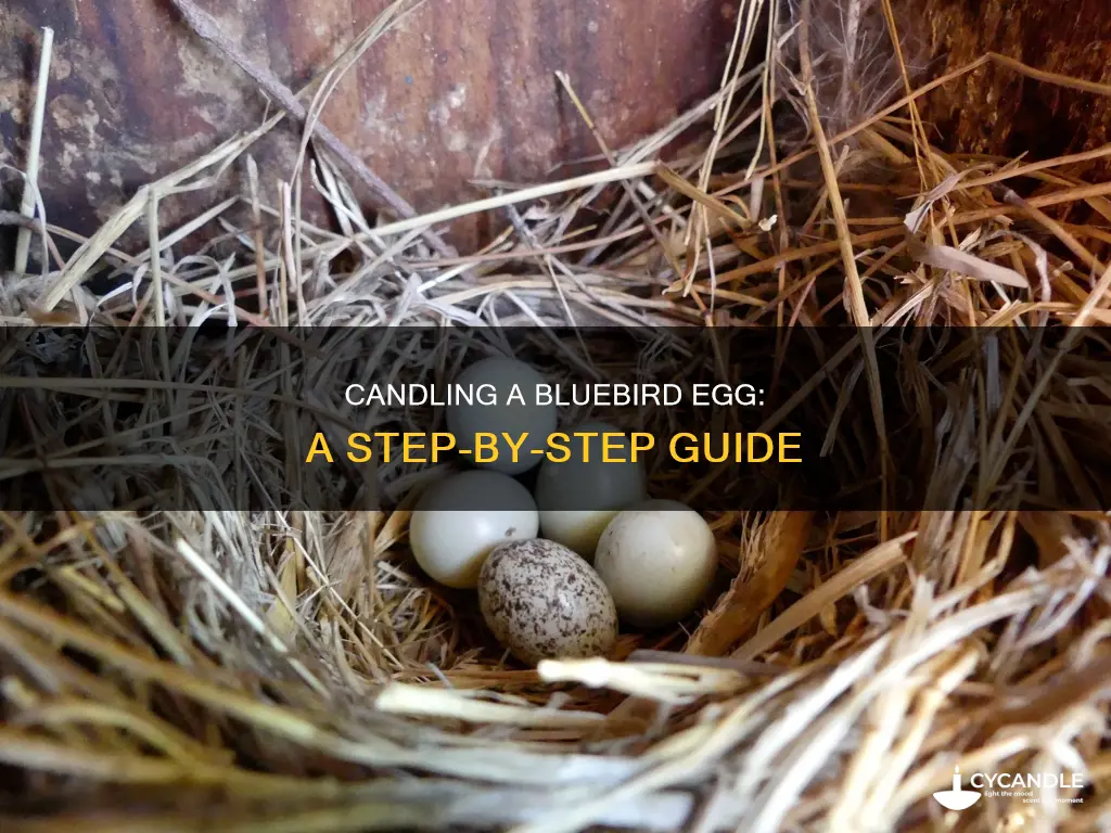 how to candle a bluebird egg
