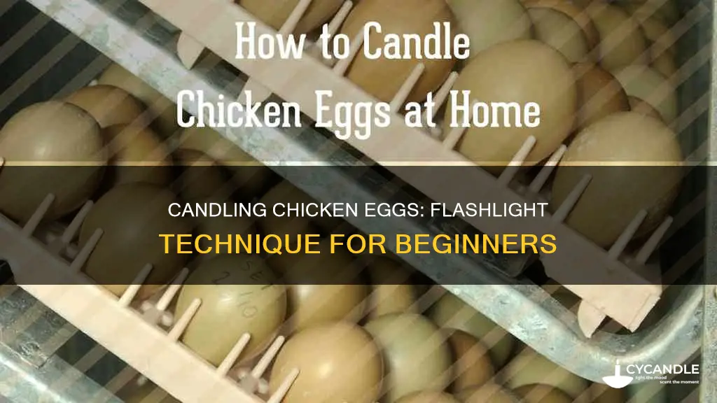 how to candle a chicken egg with a flashlight