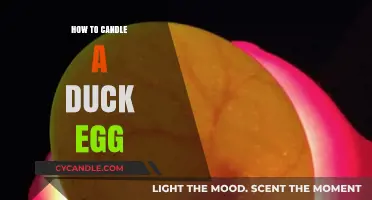 Candling Duck Eggs: A Step-by-Step Guide
