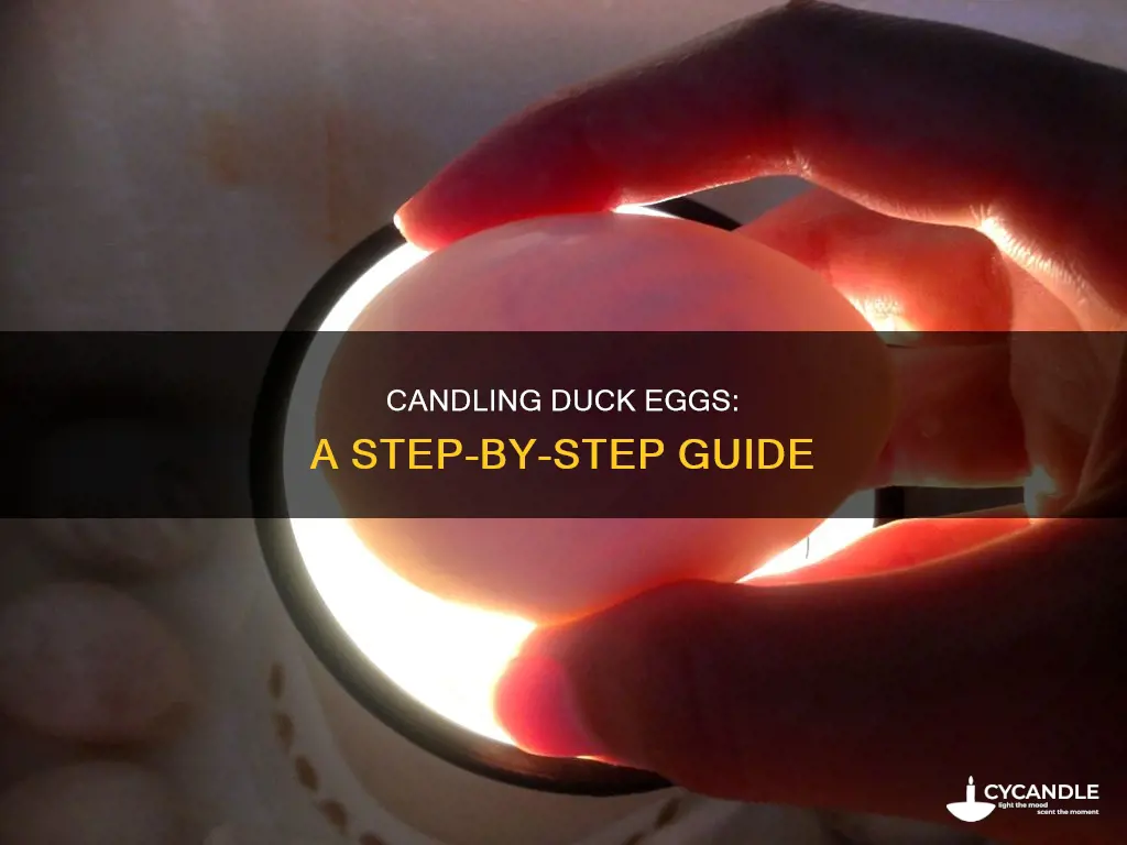 how to candle a duck egg