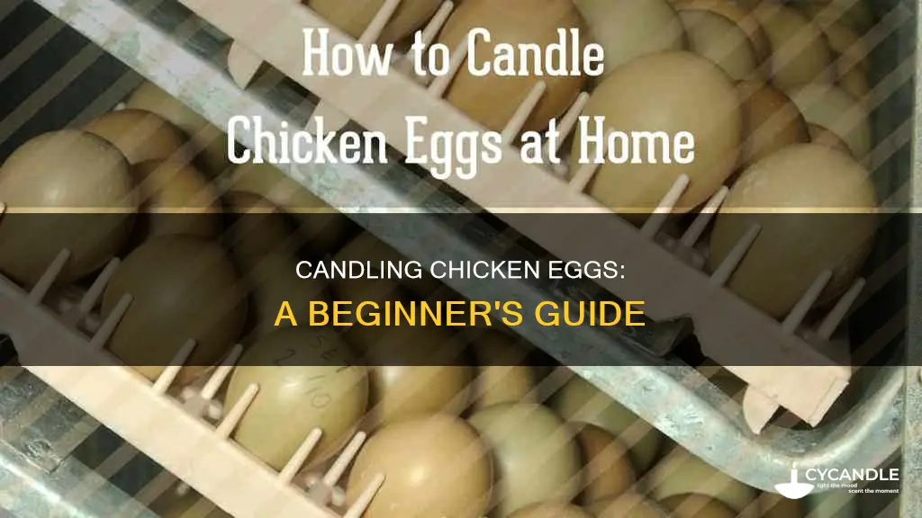 how to candle a egg chicken