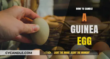 Candling Guinea Eggs: A Step-by-Step Guide