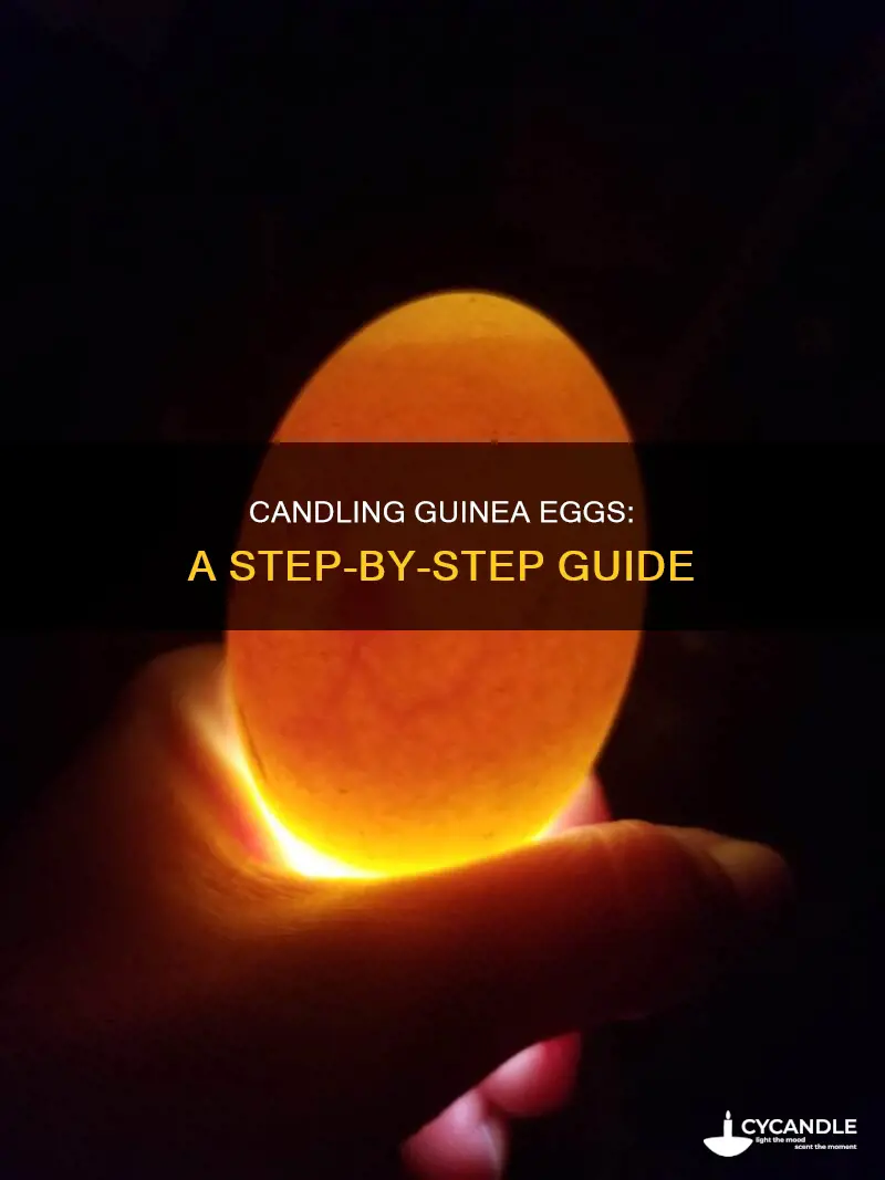 how to candle a guinea egg