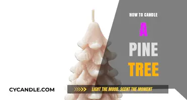Candling Pine Trees: A Step-by-Step Guide