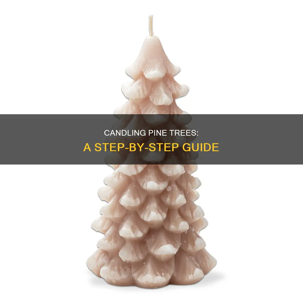 how to candle a pine tree