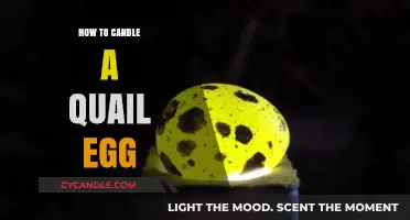 Candling Quail Eggs: A Step-by-Step Guide