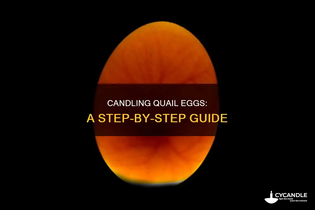 how to candle a quail egg