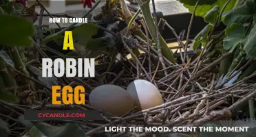 Candling Robin Eggs: A Step-by-Step Guide