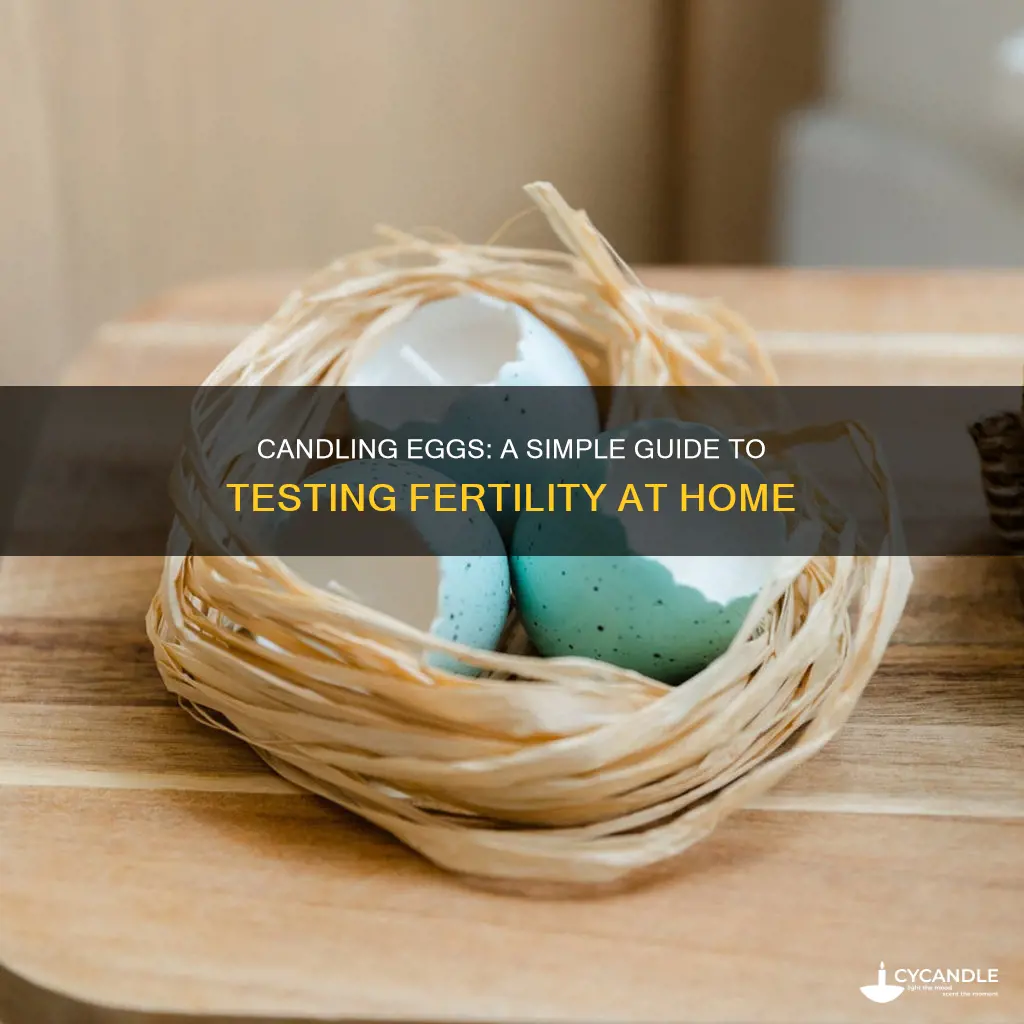 how to candle an egg at home
