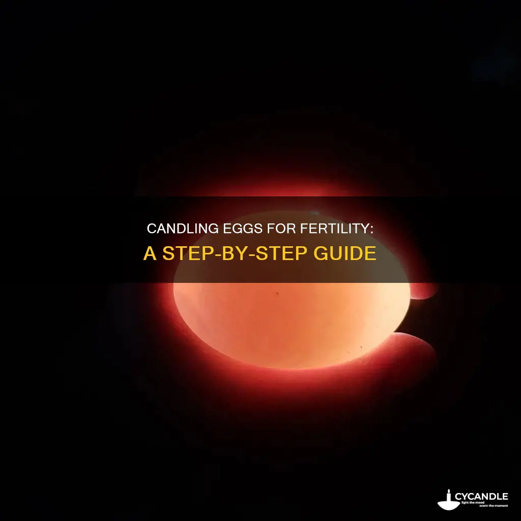 how to candle an egg for fertility
