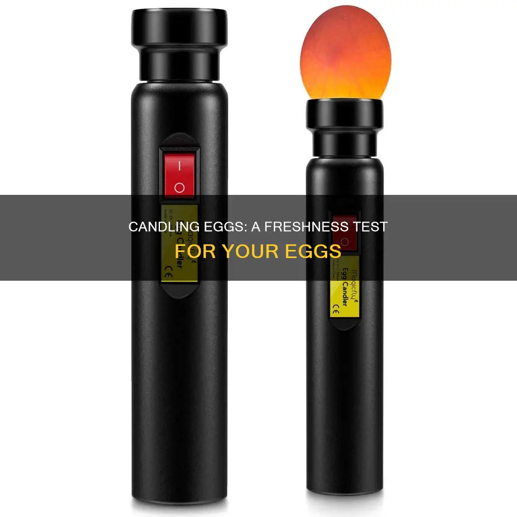 how to candle an egg for freshness