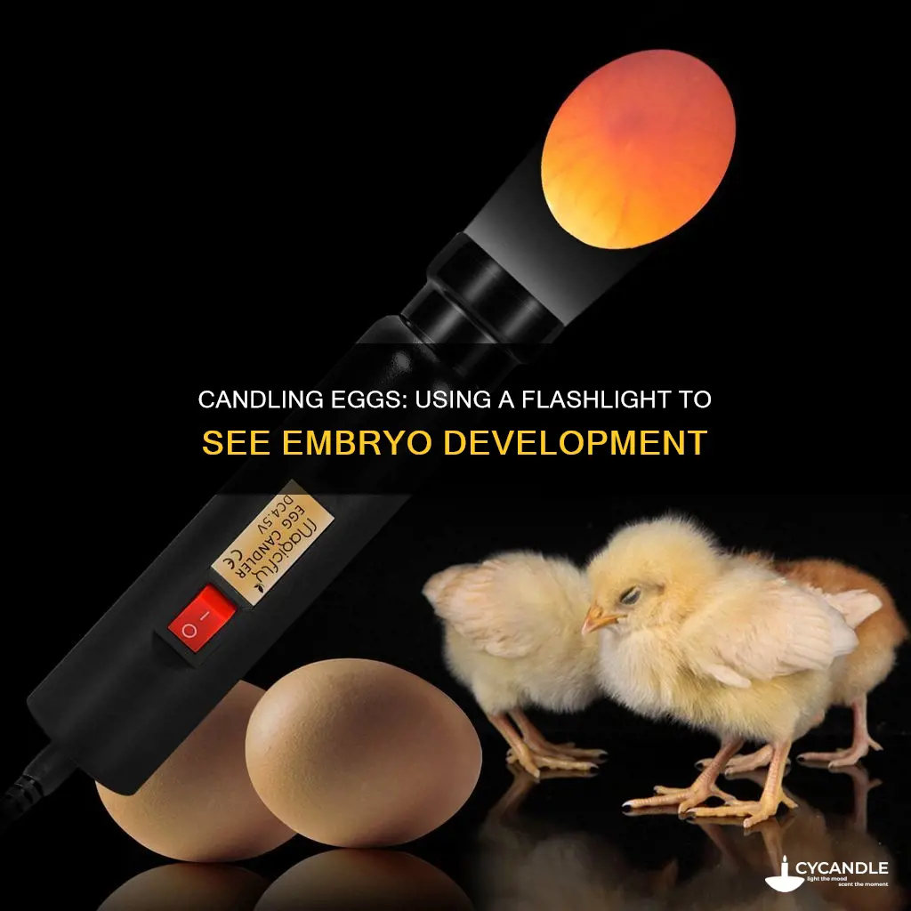 how to candle an egg with a flashlight
