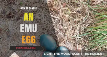 Candling Emu Eggs: The Ultimate Guide