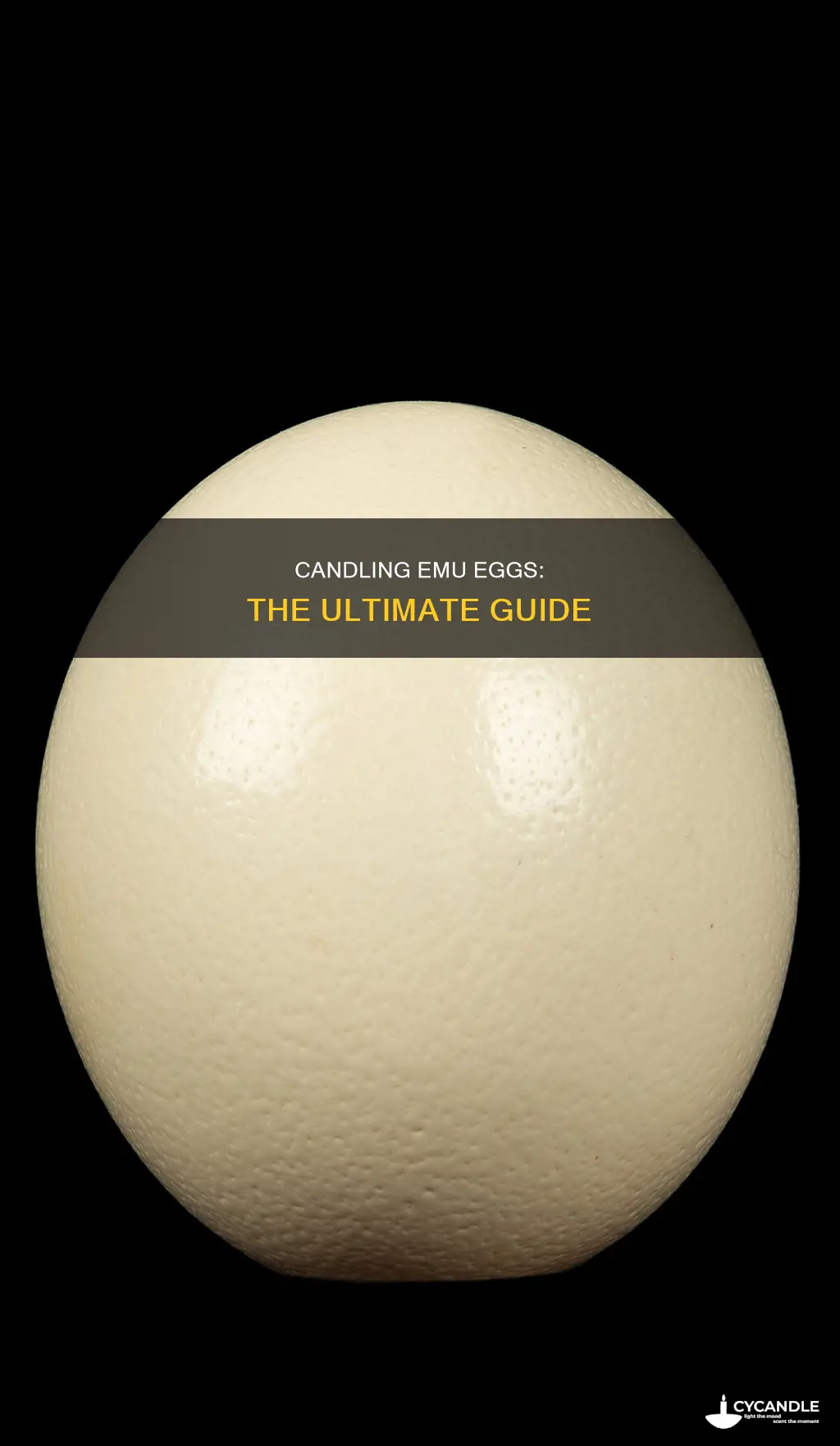 how to candle an emu egg
