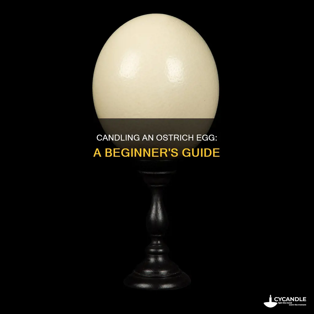 how to candle an ostrich egg