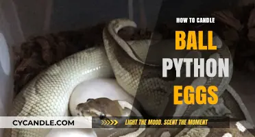 Candling Ball Python Eggs: A Step-by-Step Guide