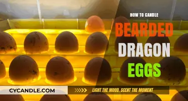 Candling Bearded Dragon Eggs: A Step-by-Step Guide