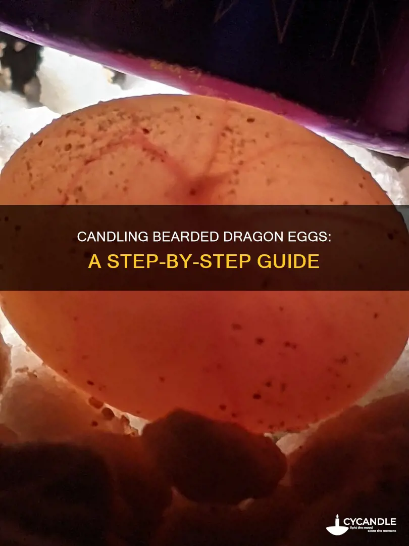 how to candle bearded dragon eggs