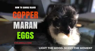 Candling Black Copper Maran Eggs: A Step-by-Step Guide