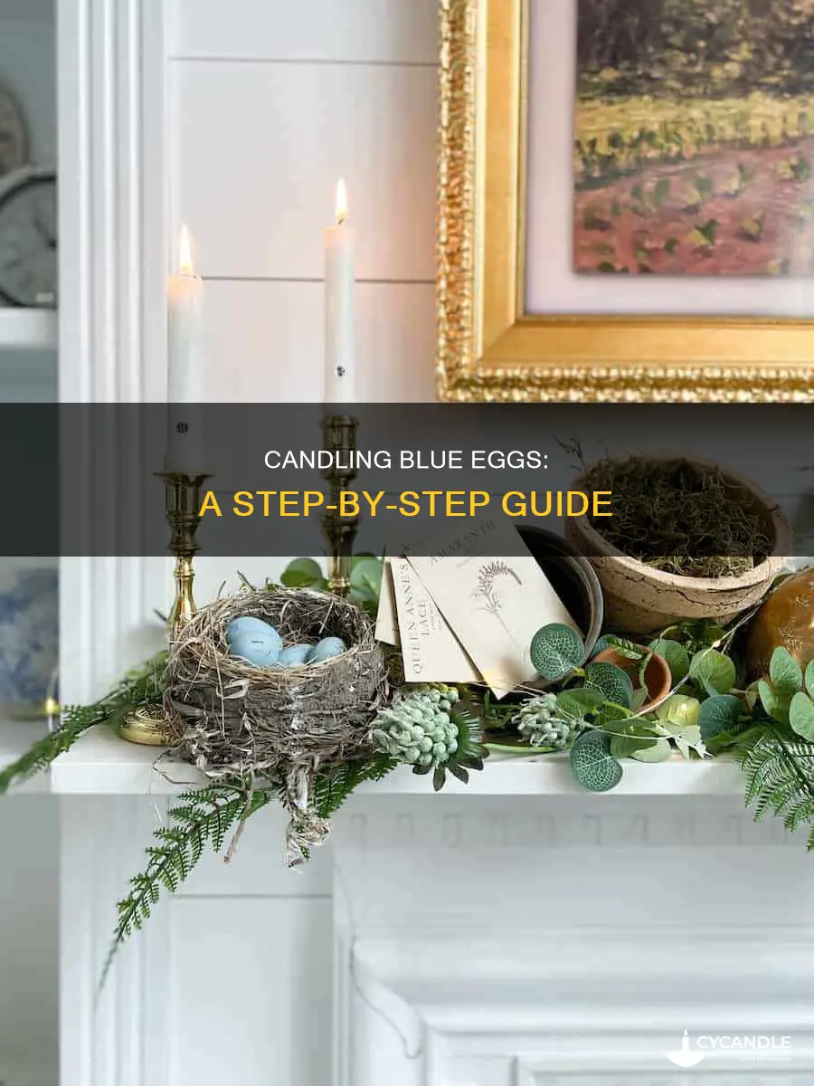 how to candle blue eggs