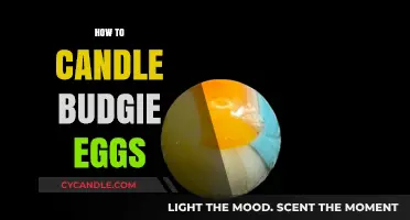 Candling Budgie Eggs: A Step-by-Step Guide for Breeders