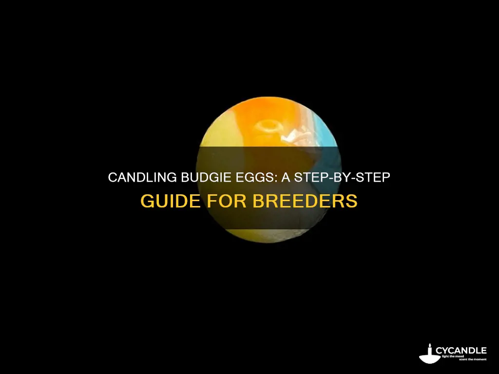 how to candle budgie eggs