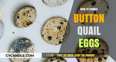 Candling Button Quail Eggs: A Step-by-Step Guide
