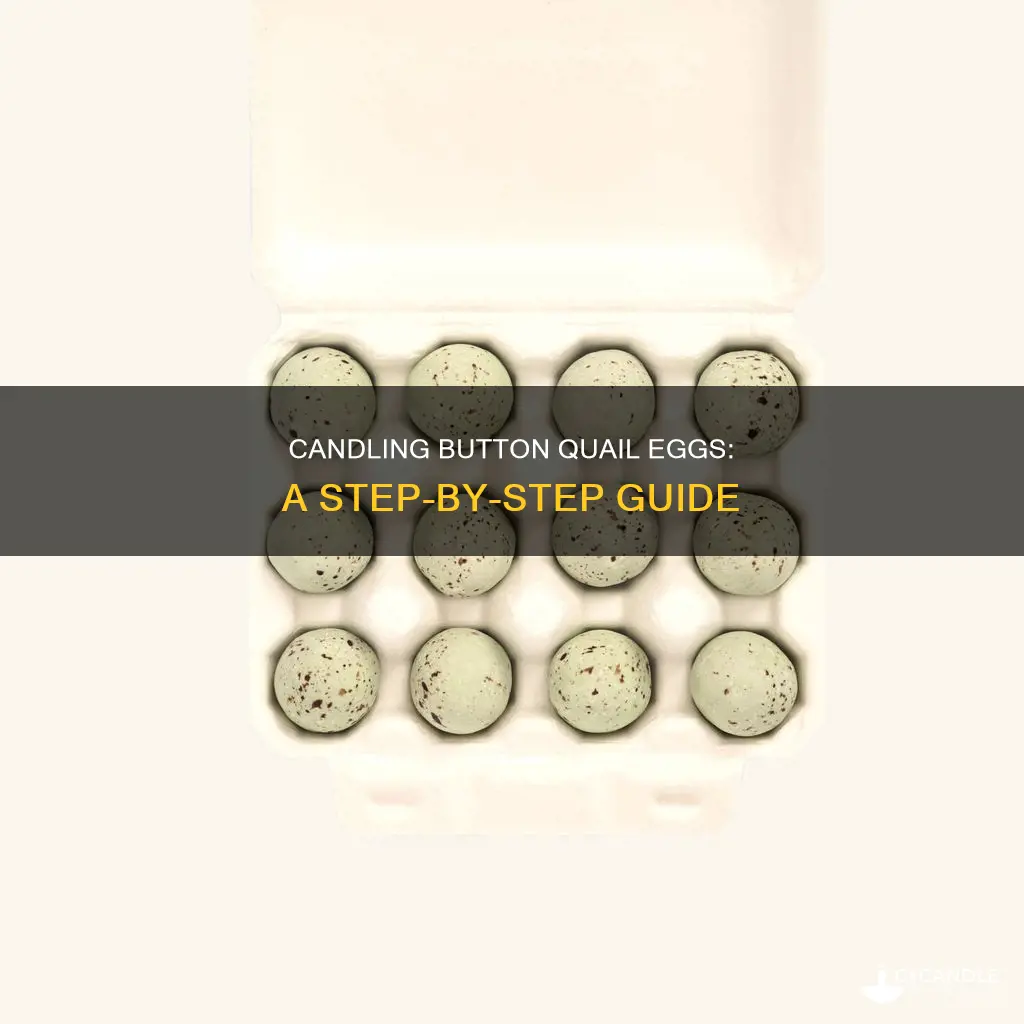 how to candle button quail eggs