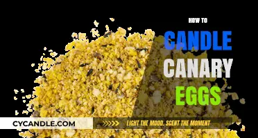 Candling Canary Eggs: A Step-by-Step Guide