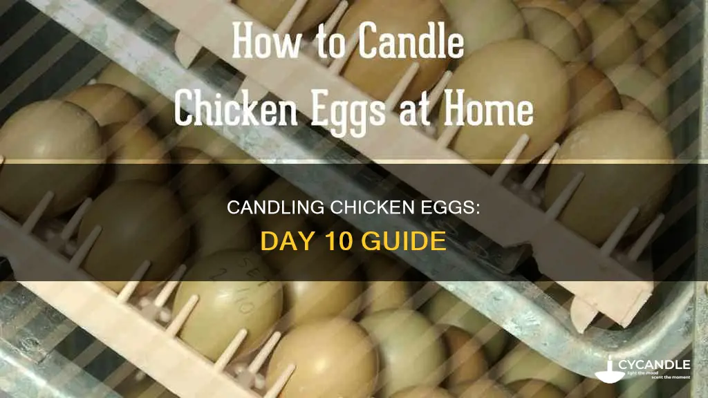 how to candle chicken eggs day 10