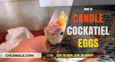 Candling Cockatiel Eggs: A Step-by-Step Guide