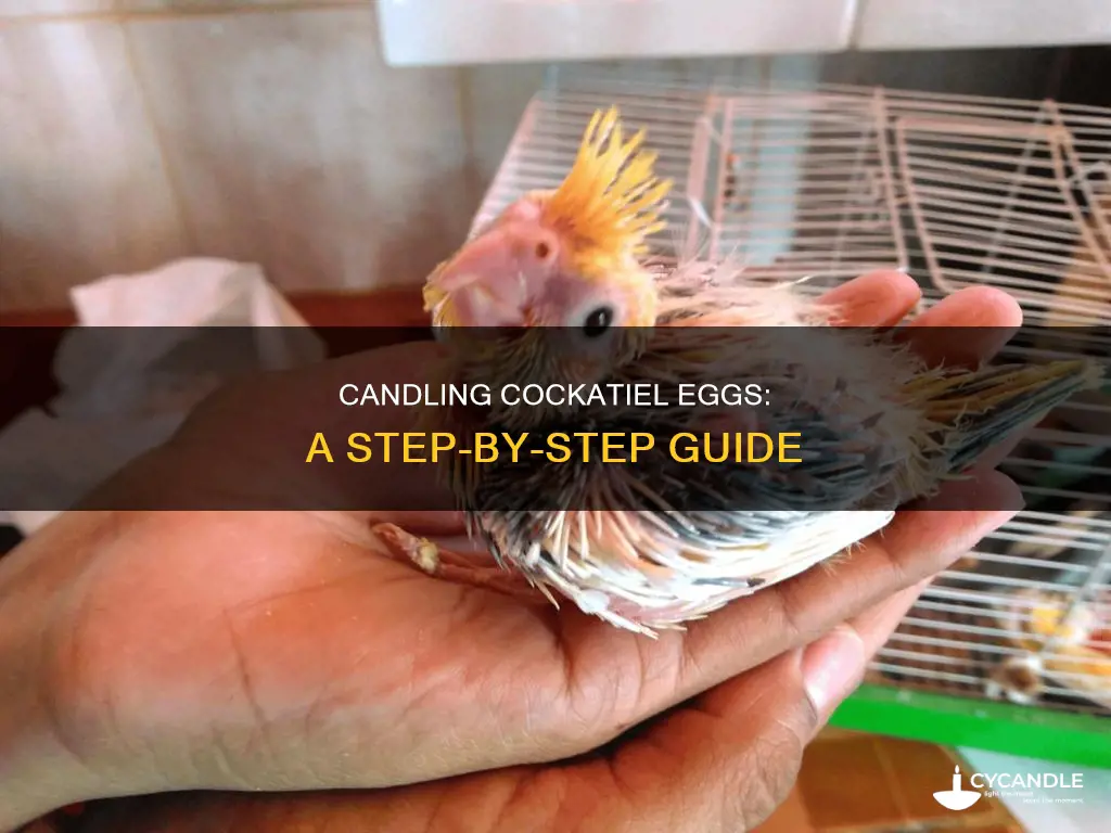 how to candle cockatiel eggs