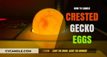 Candling Crested Gecko Eggs: A Step-by-Step Guide