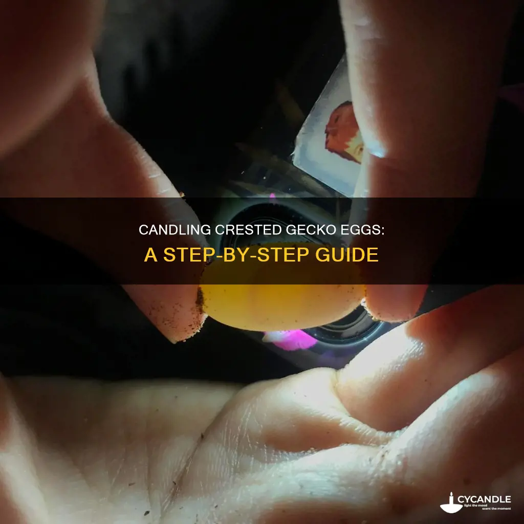 how to candle crested gecko eggs