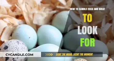 Candling Eggs: What to Look For