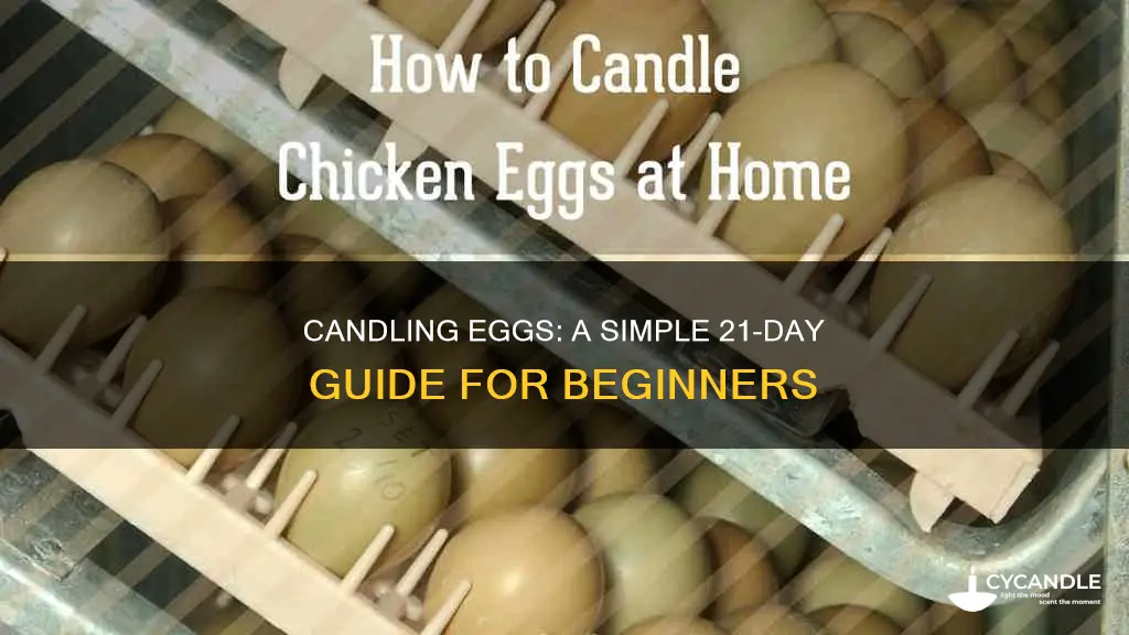how to candle eggs at home day 21