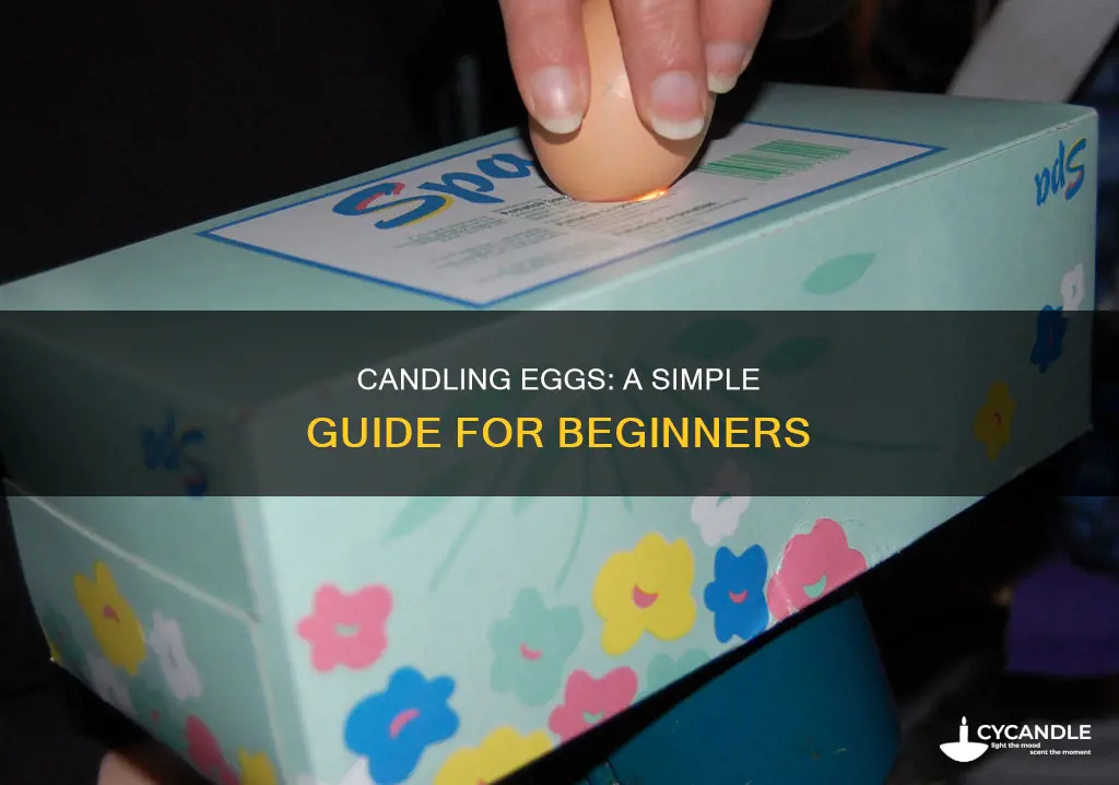 how to candle eggs at home