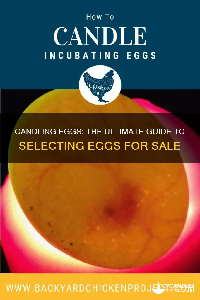 how to candle eggs for sale