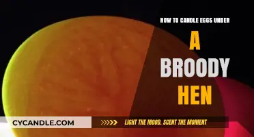 Candling Eggs: Tips for Success with a Broody Hen