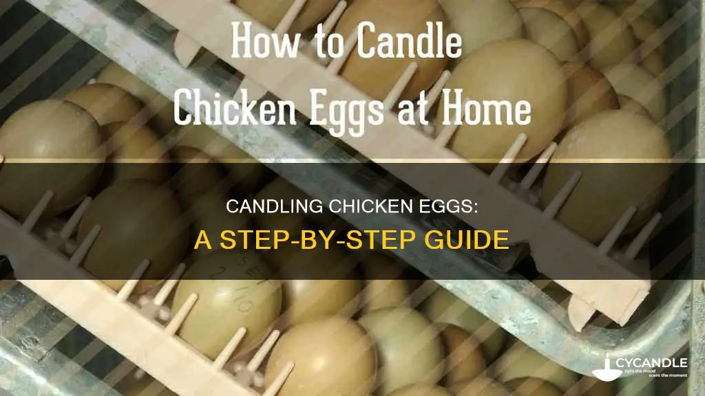 how to candle fertilized chicken eggs