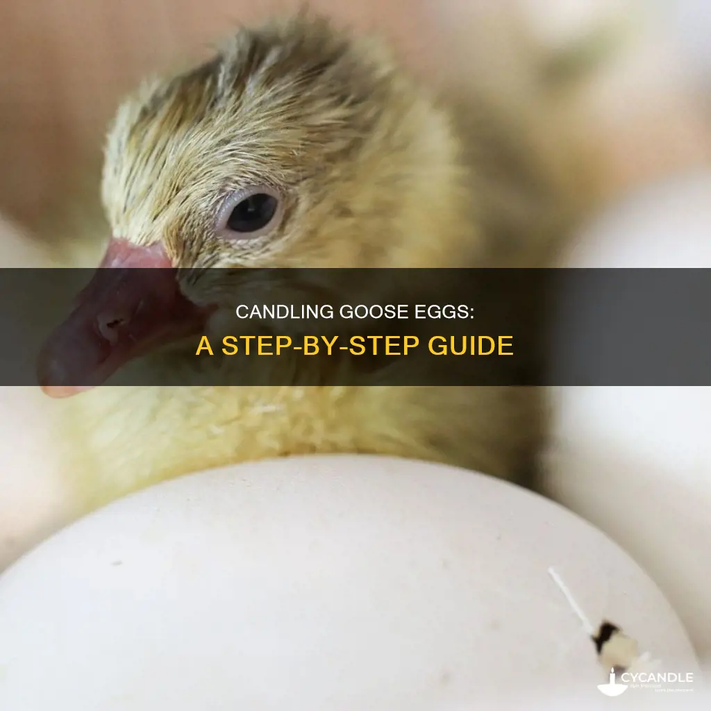 how to candle goose eggs