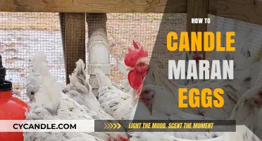 Candling Maran Eggs: A Step-by-Step Guide