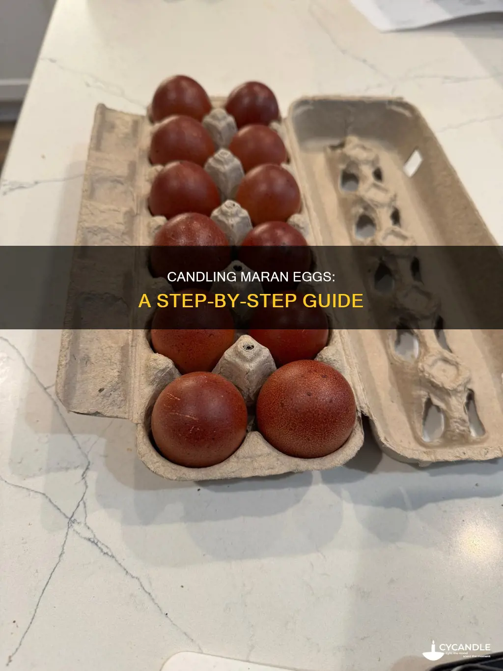 how to candle maran eggs