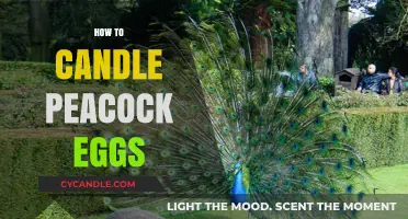 Candling Peacock Eggs: A Step-by-Step Guide